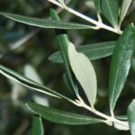 Olive Leaf, 
Alpilean